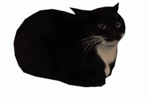 Gato rotando 360 grados en un GIF